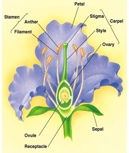 Flwers _. The. In mst flwers this is fused tgether t frm a. The. Eggs are stred in the vary until they are fertilized.