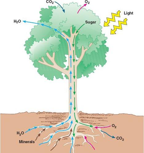 exchange) organ of a plant Transport the movement of water, minerals, nutrients and hormones through the roots, stems, and leaves of plants Xylem