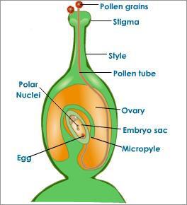 produce the first cell of a new organism (sperm & egg : pollen & ovum) Seed