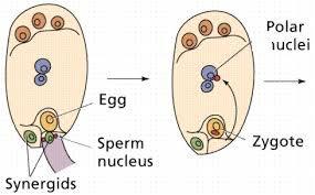Fertilization the fusion of nuclei