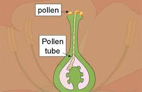 Pollen tube structure grown by a