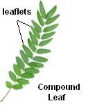 Compound leaf A compound leaf is a leaf made up of separate