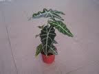 Most herbaceous plants have