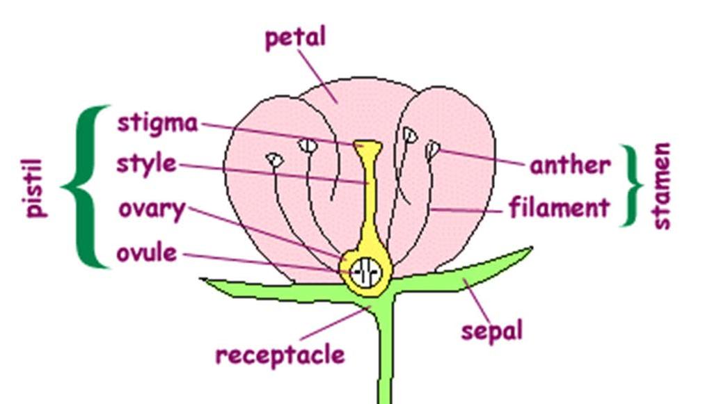 The stigma, style, ovary, and ovule are often known collectively as the Carpel or Pistil or female parts of
