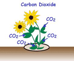Plants use carbon dioxide in the air and return oxygen