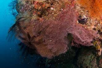 TMP BIODIVERSITY VALUES Hard corals: 252 species Fish: 350 species