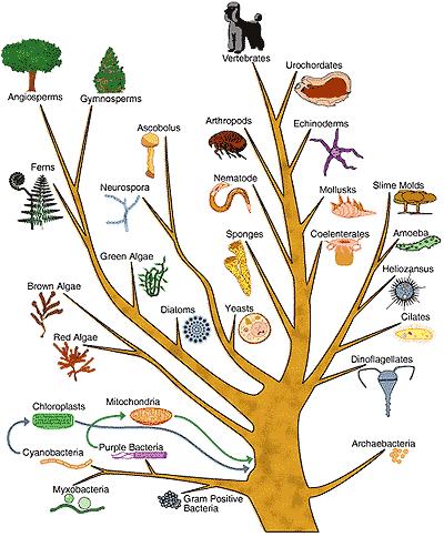 Phylogenetic Tree Basis for Classification Dichotomous keys