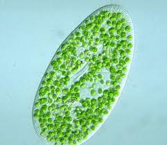 protozoa Unicellular
