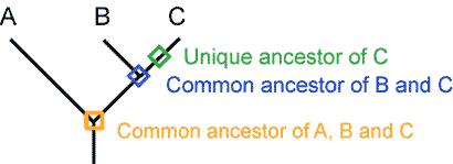 Similarly, each lineage has ancestors that are unique to that lineage and ancestors that are shared with other lineages common ancestors Cladistics Developed by Hennig (German) in 1966 Cladistics: