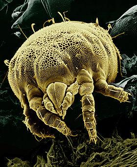 Kingdom: Animalia Phylum: Arthropoda ( Jointed Foot animals) Class: Arachnidia Order: Acari (Mites) Mites can be carnivorous (feeding on insects