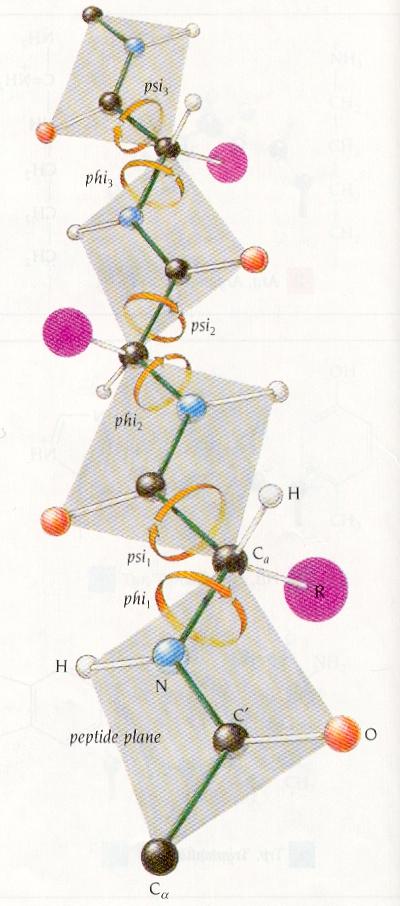 Protin Folding Protins ar polymrs think of this as a string of bads ach bad is an amino acid ach amino acid has two rotatabl bonds (phi, psi) conncting it to ach othr amino acid th string