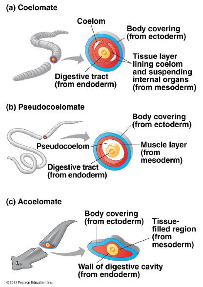 3 Tissue layers (diploblastic vs. triploblastic) and body plans: With the exception of the phylum Porifera (sponges), all animals have tissues that derive from embryonic germ layers.