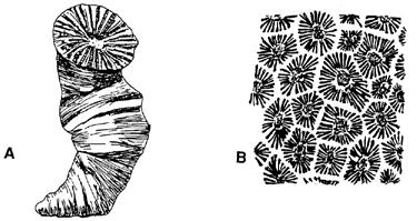 Crinoid with extremely large number (more than 1000) of calcite plates held together by soft tissue. B. Pelecypod (clam) shell shown in two different views to demonstrate the two-part shell. C.