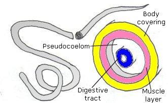 Pseudocoelum Body cavity is partially