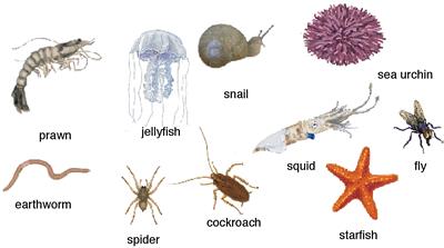 Diversity in the Animal kingdom is so vast and the differences among the