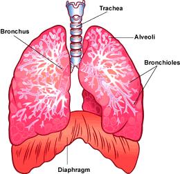 Respiration All animals take in oxygen and give off carbon dioxide Respire through lungs, gills, skin, or