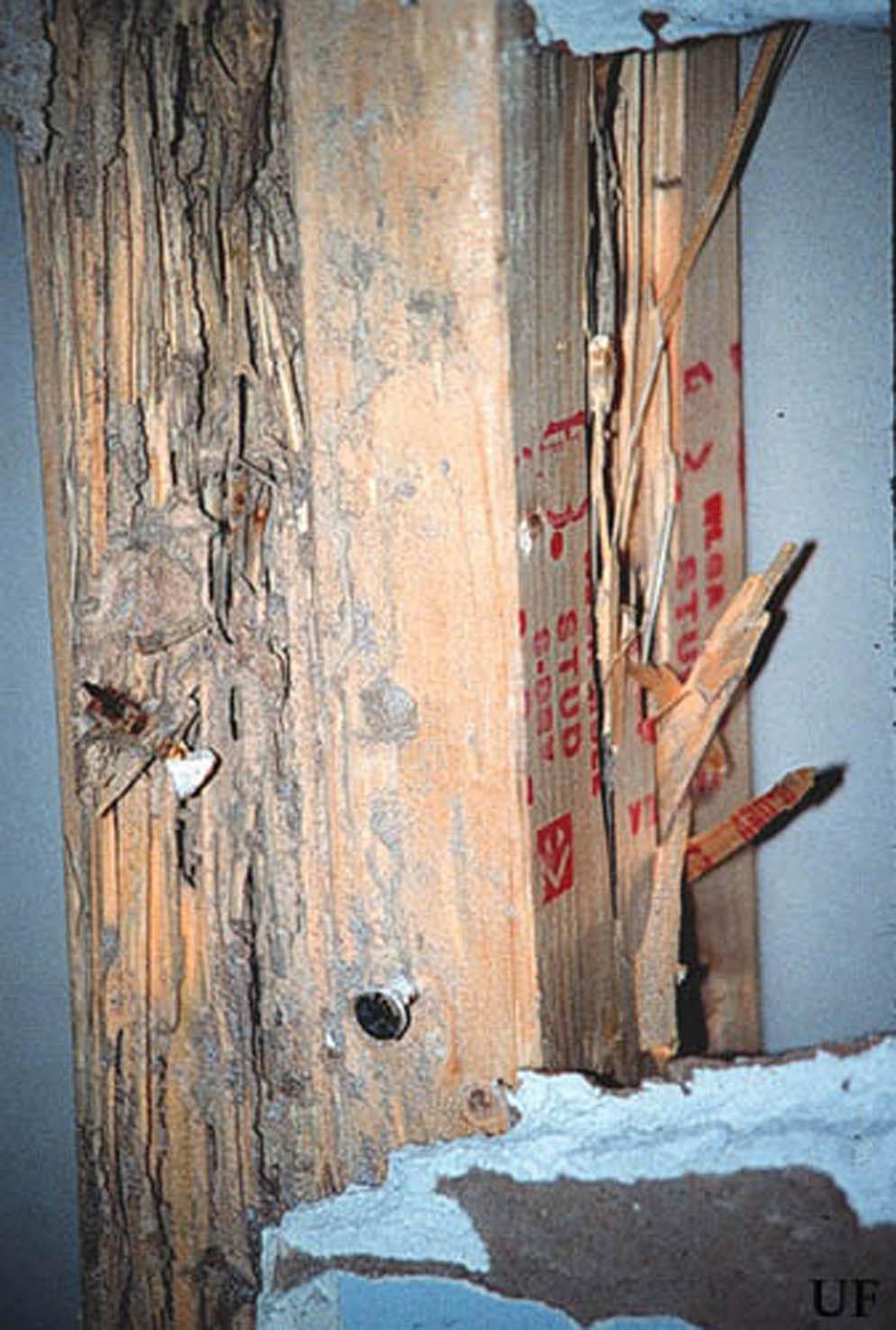 termites to wood molding, Miami, Florida. Figure 11.