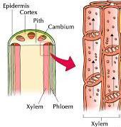 Terrestrial Plants: Xylem Xylem cells line up end-toend; ends are porous Water is transported through the xylem