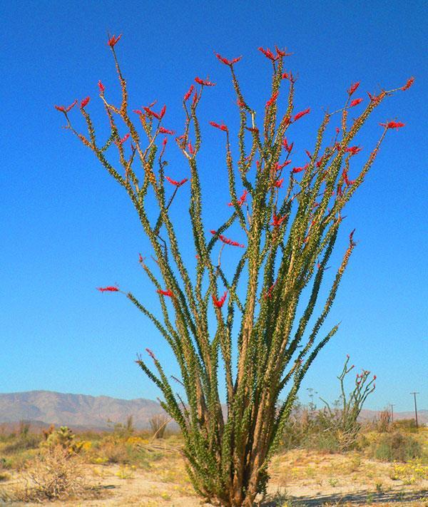 leaves Ocotillo shed their