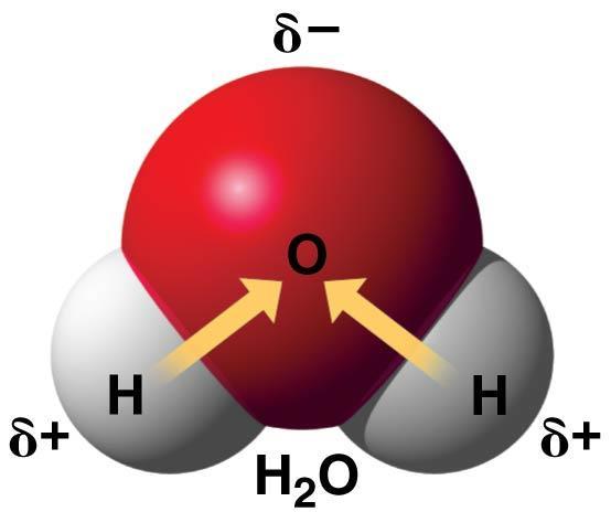 Water is a Polar Molecule Oxygen is more electronegative