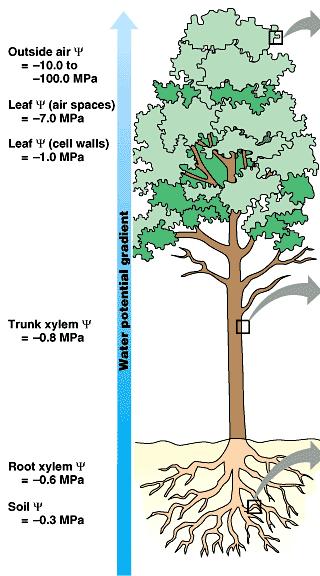 1. What is the pattern in Ψ from the soil to the roots? Ψ decreases 2. Why does water move from the soil into the roots? Ψ decreases 3.
