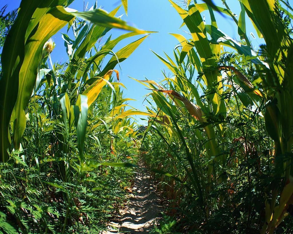 An acre of actively growing corn can transpire