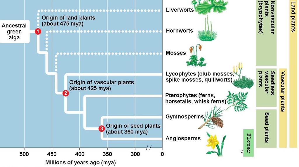 1. What is the common ancestor to all plants? 2.