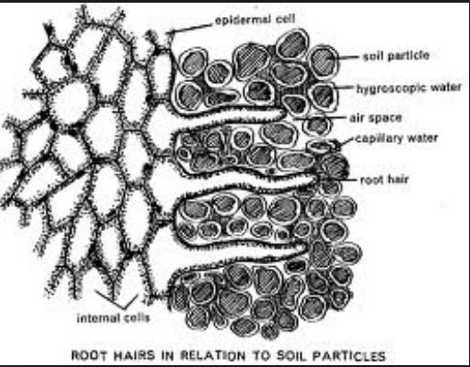 What is the function of the plant s root
