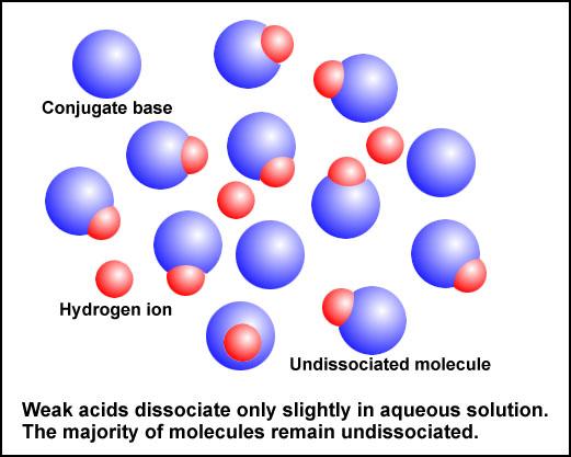 5d Understand the difference between strong and weak acids and bases When a base accepts a proton, it becomes an acid because it now has a proton that it can donate.