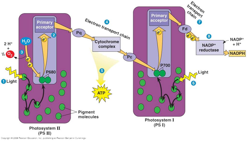 Linear Electron Flow Noncyclic photophosphorylation PS