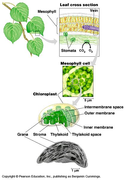 Chloroplast structure Double membrane Thylakoids Grana (stacks) Stroma (surrounds thylakoids) Chlorophyll