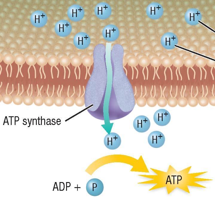 Two Electron Transport Chains, continued Producing ATP Step 3: The energy from diffusion of H+ ions through the channel