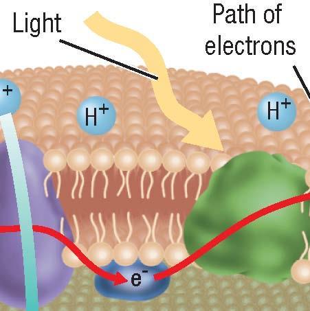 Two Electron Transport Chains, continued Producing NADPH Step 4: Light excites electrons in another chlorophyll