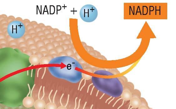 Two Electron Transport Chains, continued Producing NADPH Step 5: Excited electrons combine with H+ ions and NADP+ to
