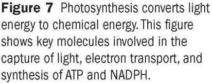 of Photosynthesis