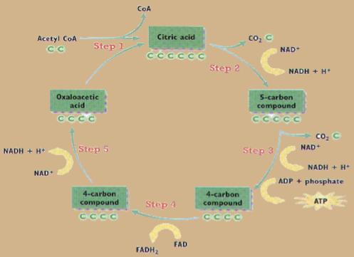 These pathways use the electrons stored in organic molecules to create ATP.
