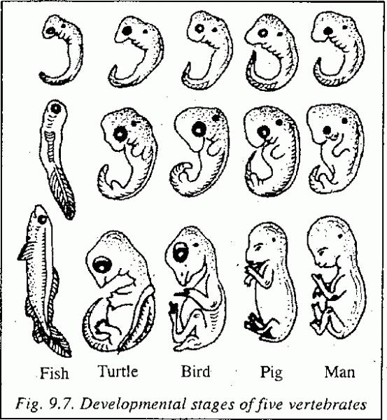 Developmental Similarities - Embryology The study of one type of evidence of evolution is called embryology, the study of embryos.