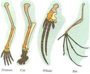 Anatomical structures are used to show evolutionary relationships. There are 3 types.