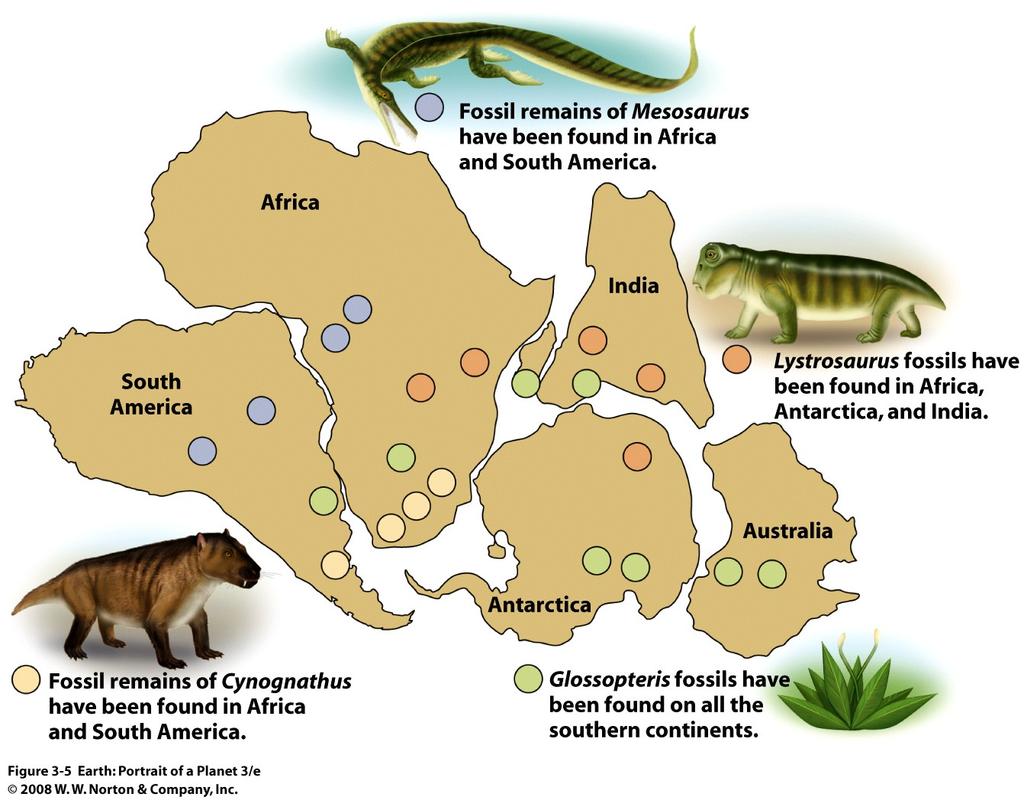 A) Fossils of animals found in both Africa and S.