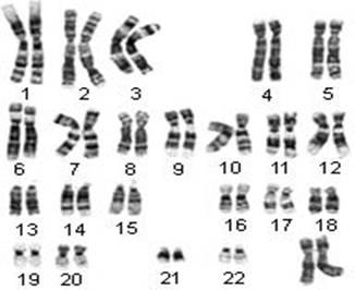 S-B-8-1_Non-Mendelian Heredity PowerPoint 7.1 Chromosomes and Phenotype!