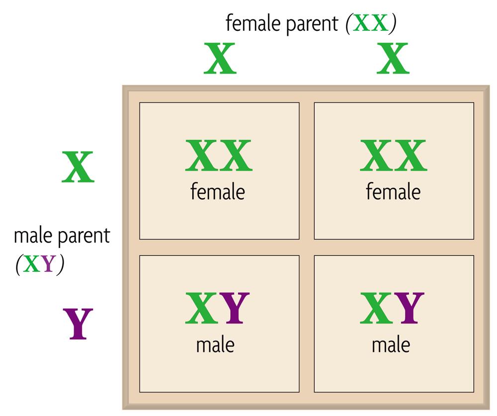 7.1 Chromosomes and Phenotype! Males and females can differ in sex-linked traits.