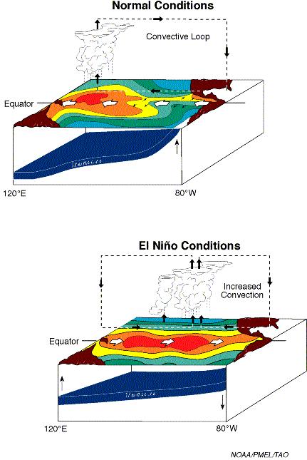 EL NIÑO In normal, non-el Niño conditions Trade winds blow westwards. Sea surface is about 1/2 meters higher at Indonesia than at Ecuador.