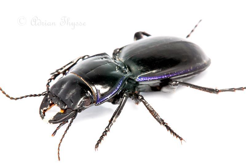 Beetles - Coleoptera Coleoptera - Beetles Bugs - Hemiptera Kingdom: