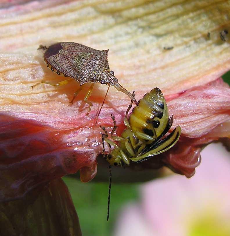 beetle Pasimachs elongatus Family: Carabidae Order: Coleoptera Stink