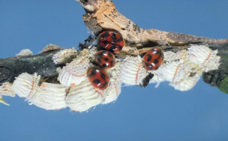 Coleoptera Family: Coccinellidae Aphid colony Rodolia