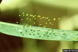 lacewing Adult: honeydew,