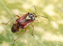 Zoophytophagus plant bugs Most mirids are pests Order: Hemiptera