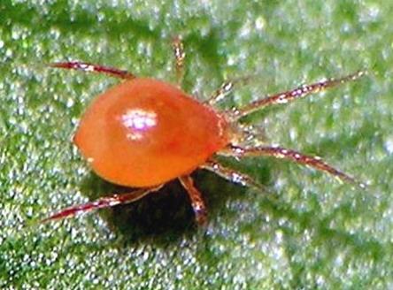 Predatory mites The most introduced NE Used commercially worldwide 1 st used on cucumber by Koppert 1960 s Kingdom: