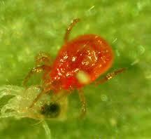 Phytoseiulus persimilis Highly specific to spider mites Egg Subclass: Acari Order: Mesostigmata Family: Phytoseiidae Adult Larva doesn t eat