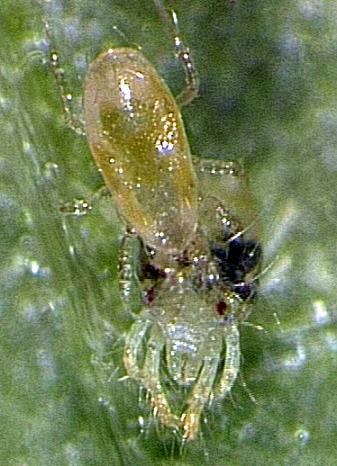 Order: Mesostigmata Family: Phytoseiidae Prefer the larval &